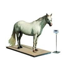 Đường cân sàn thú y bằng thép không gỉ với chỉ số ngựa dê vật nuôi heo cân